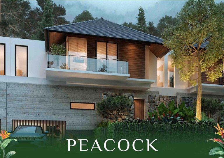 tipe peacock media
